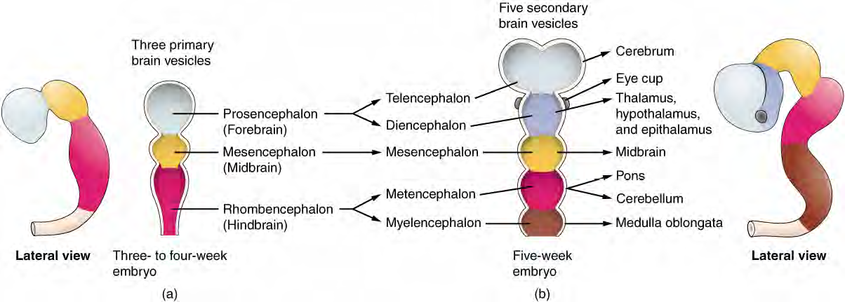 Development of Brain